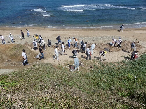 はまゆう群生地清掃の様子
