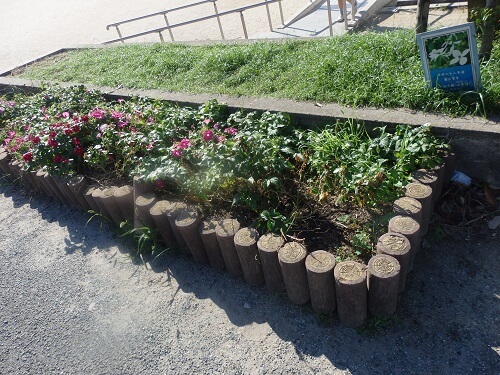 雑草に埋もれた花たち