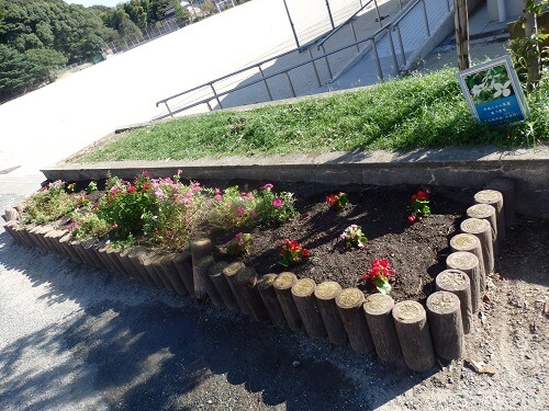 植え替え後