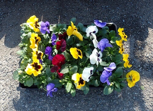 午後から花苗購入