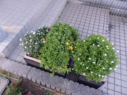 平成31年3月14日プランターの様子
