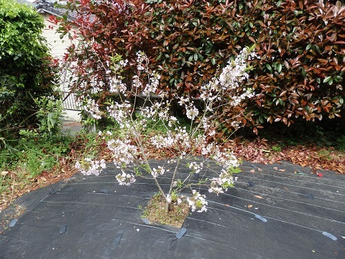 わが家の桜もやっと満開に