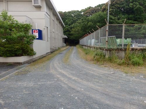 プールと体育館の間草刈り前