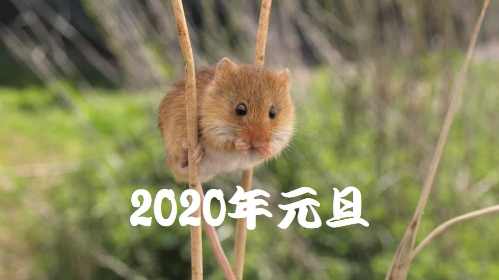 カヤネズミの写真に「2020年元旦」と書いている写真