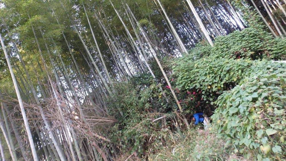 雑草がはびこっている竹林の写真